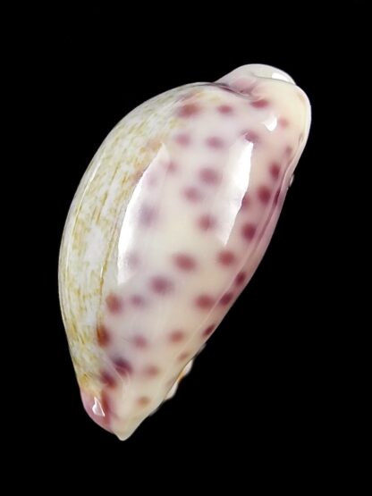 Ovaptisa chinensis violacea 29,5 mm Gem-28615