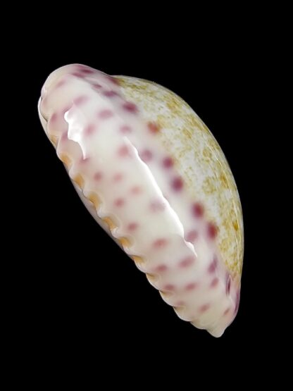 Ovaptisa chinensis violacea 29,5 mm Gem-28616
