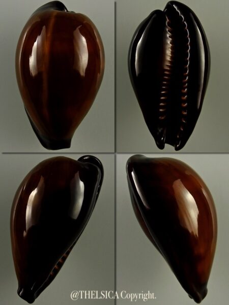 Erosaria succincta adusta 41,8 mm Gem-0