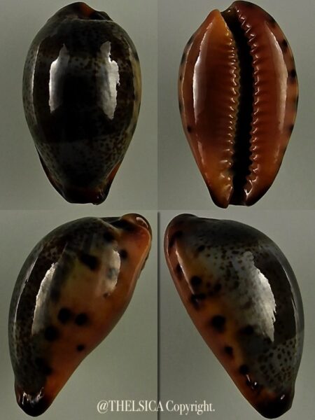 Erronea xanthodon 25,5 mm Gem-0