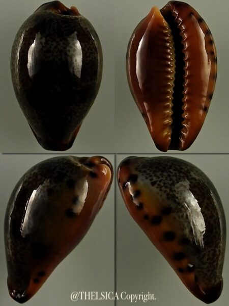 Erronea xanthodon 30,8 mm Gem-0