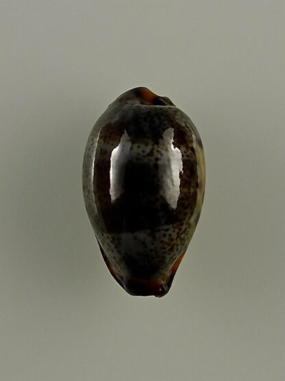 Erronea xanthodon 25,5 mm Gem-28634