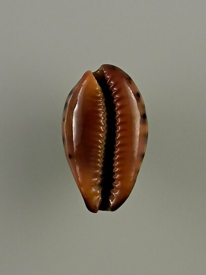 Erronea xanthodon 25,5 mm Gem-28635