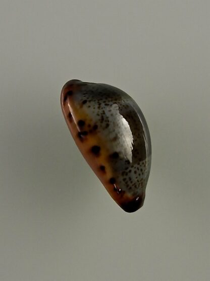 Erronea xanthodon 25,5 mm Gem-28637