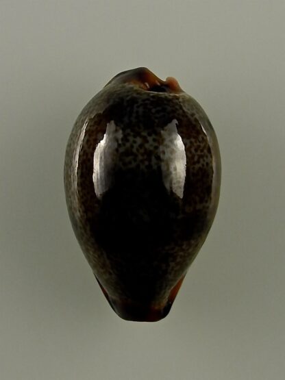 Erronea xanthodon 30,8 mm Gem-28644