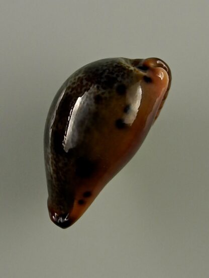 Erronea xanthodon 30,8 mm Gem-28646