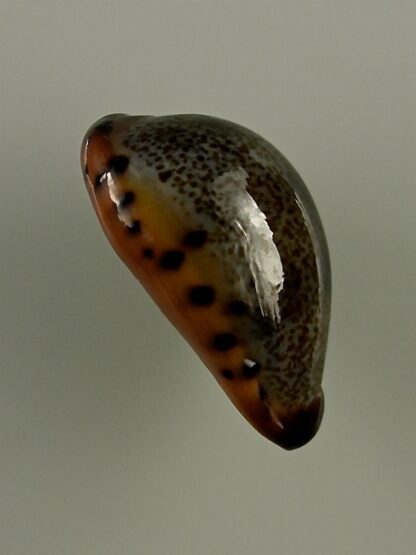 Erronea xanthodon 30,8 mm Gem-28647