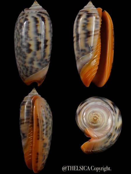 Viduoliva rubrolabiata 38,8 mm Gem-0