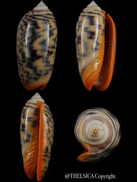 Viduoliva rubrolabiata 39,6 mm Gem-0