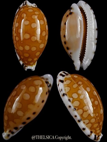 Cypraea cumingii cleopatra 23,2 mm Gem-0