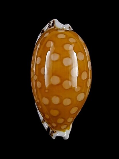 Cypraea cumingii cleopatra 23,2 mm Gem-28752