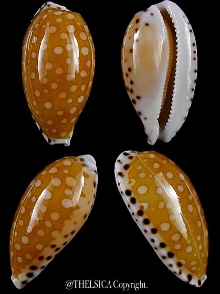 Cypraea cumingii cleopatra 24,3 mm Gem-0