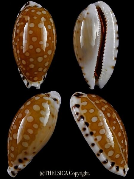 Cypraea cumingii cleopatra 25,4 mm Gem-0