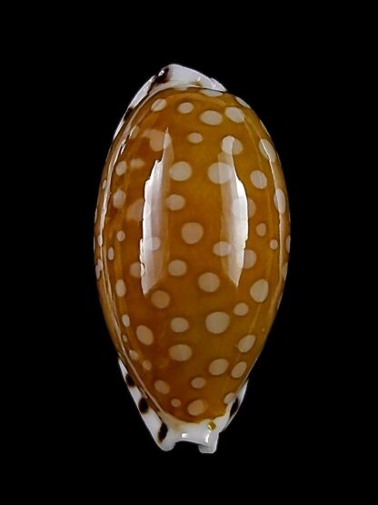 Cypraea cumingii cleopatra 25,4 mm Gem-28795