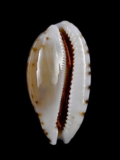 Cypraea cumingii cleopatra 25,4 mm Gem-28792
