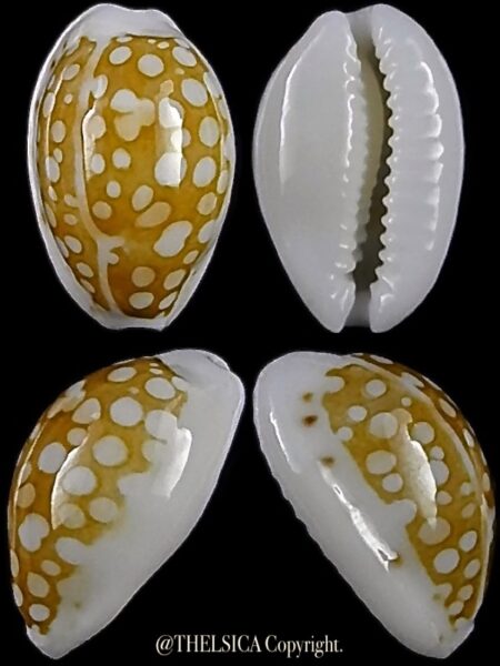 Cribrarula catholicorum 12,2 mm Gem-0