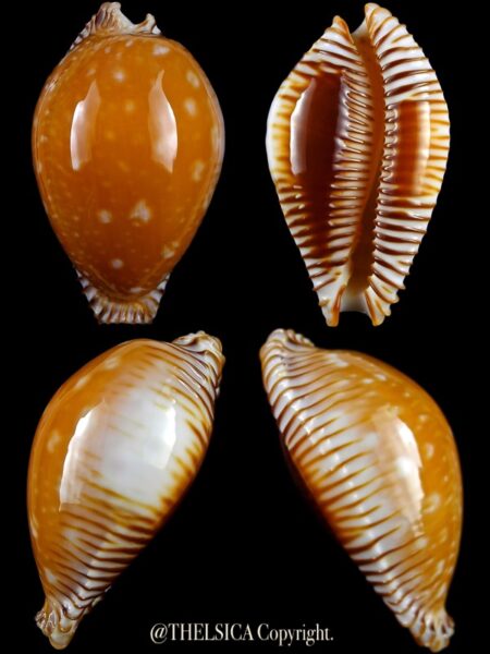 Perisserosa guttata .. Big size ..62,8 mm Gem-0