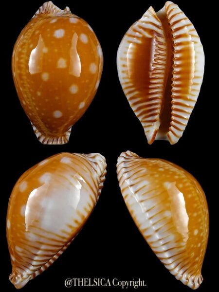 Perisserosa guttata 51,3 mm Gem-0