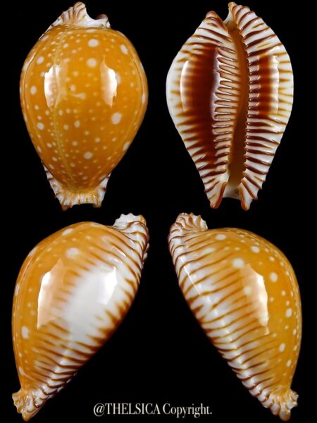 Perisserosa guttata 49,2 mm Gem-0