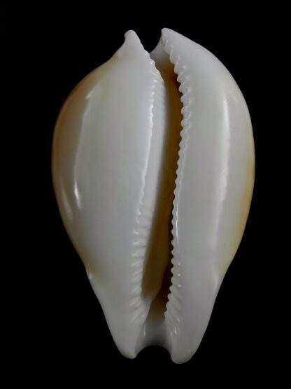 Nesiocypraea teramachii neocaledonica 58,7 mm Gem-29057