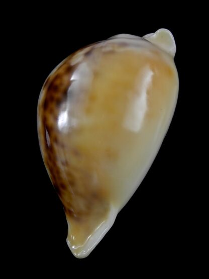 Nesiocypraea teramachii neocaledonica 58,7 mm Gem-29061