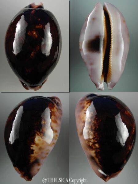 Leporicypraea mappa viridis montrouzieri N&R 83,1mm gem (-)-0