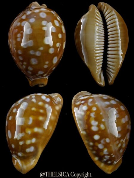 Lyncina leucodon angioyna 72,2 mm Gem-0