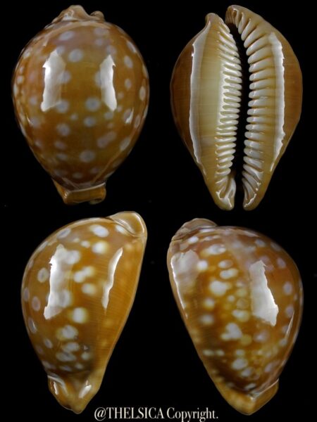 Lyncina leucodon angioyna 75 mm Gem (-)-0