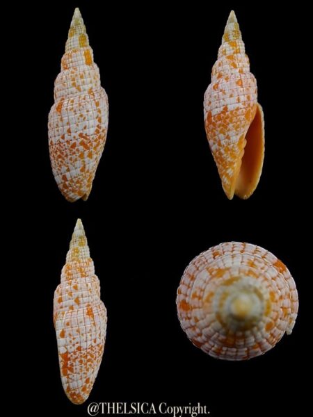 Neocancilla takiisaoi 50,4 mm Gem(-)-0