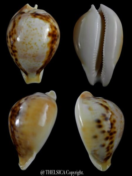 Nesiocypraea teramachii neocaledonica 58,7 mm Gem-0