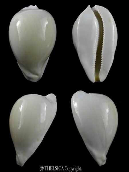 Umbilia hesitata beddomei ... ALBINO....71,3 mm F+++/Gem-0