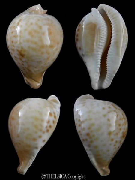 Umbilia petilirostris... DWARF... 67,6 mm F+++/Gem-0