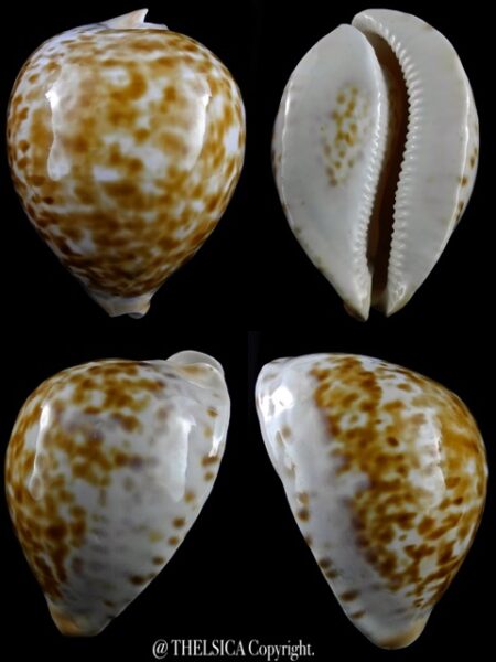Zoila jeaniana aurata 84,5 mm Gem-0