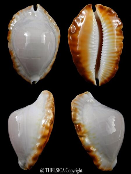 Zoila ketyana hypermarginata 51,4 mm Gem (-)-0