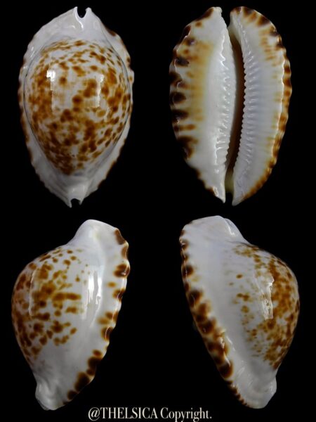 Zoila marginata bataviensis 52 mm Gem-0