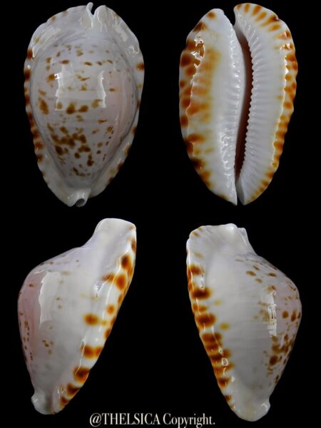 Zoila marginata bataviensis 53,7 mm Gem-0