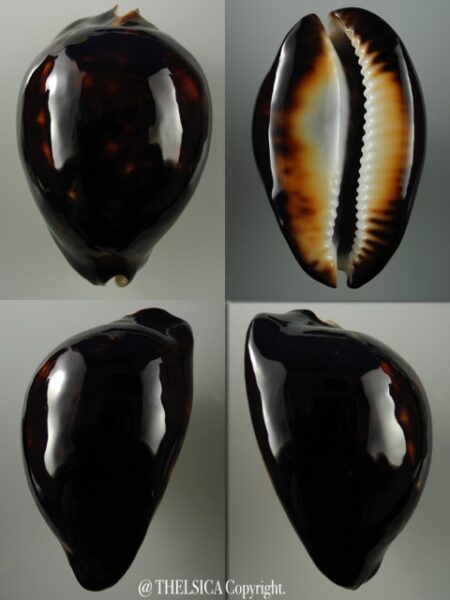 Zoila thersites thersites ... Black...67 mm Gem-0