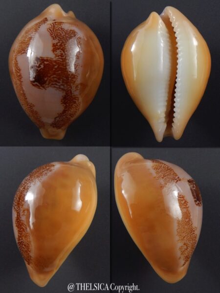 Austrasiatica sakuraii 43,9 mm Gem++++-0