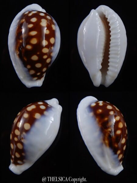 Cribrarula exmouthensis magnifica 33,2 mm F+++ / Gem-0