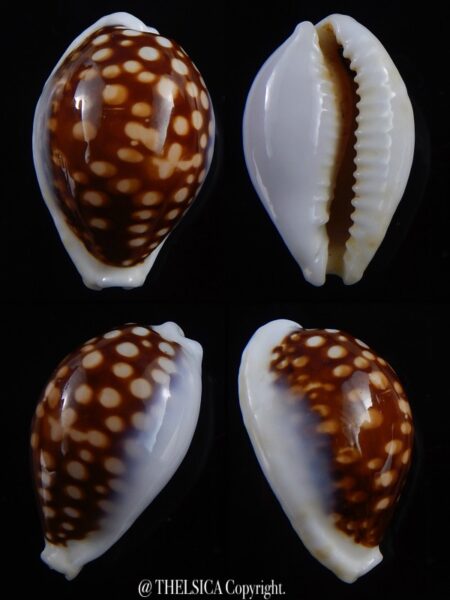 Cribrarula exmouthensis magnifica 33,3 mm F+++-0