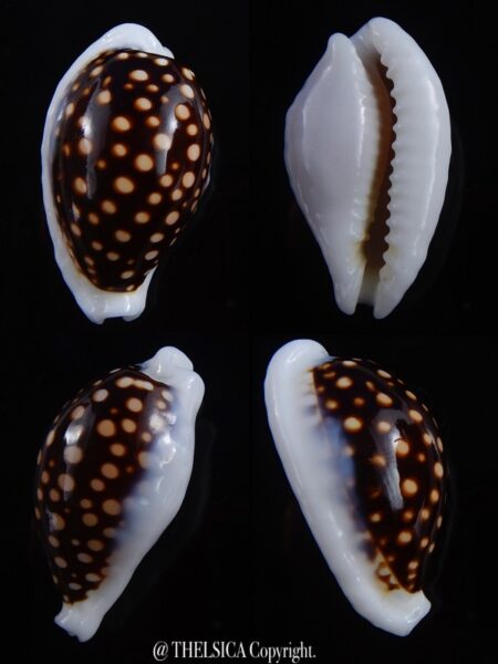 Cribrarula exmouthensis magnifica.. Black colour... 34,8 mm Gem (-)-0