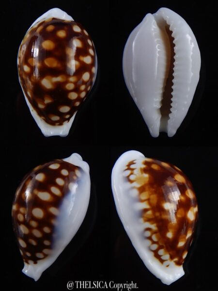 Cribrarula exmouthensis magnifica 35 mm F+++/ Gem-0