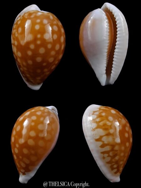 Cypraea fallax fallax 36,4 mm Gem-0