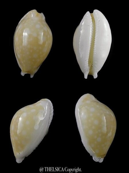 Cryptocypraea dillwynii 13,7 mm Gem-0