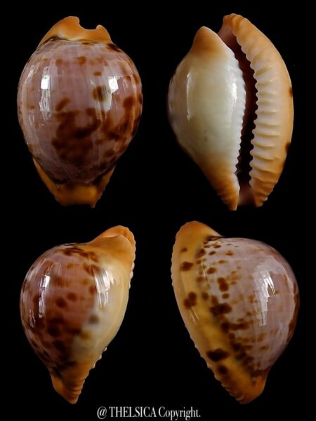 Cypraeovula connelli connelli 26,3 mm Gem (-)-0