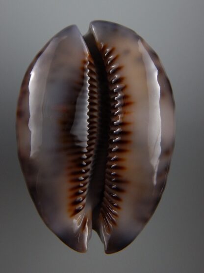 Mauritia maculifera scindata 65,3 mm Gem-29202