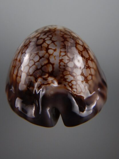 Mauritia maculifera scindata 65,3 mm Gem-29205