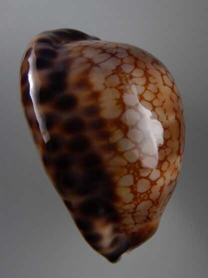 Mauritia maculifera scindata 66,2 mm Gem-29218