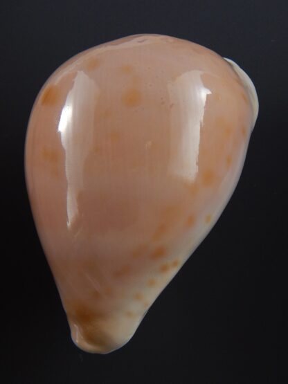 Zoila venusta roseopunctata ...Pink Gold... 76,1 mm Gem-29549