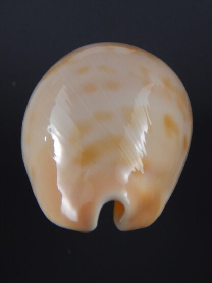 Zoila venusta roseopunctata ...Pink Gold... 71,6 mm Gem-29534